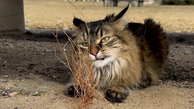 Cat at the park chomping on a branch snack with her teeth