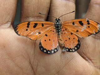 Orange Butterfly sitting on the hand