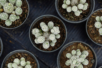 Mammillaria Vetula or Timble cactus has small cylindrical bright green body covered with stiff...