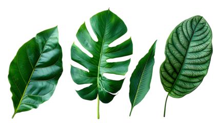 Beautiful tropical green leaves of foliage, isolated on transparent background. PNG