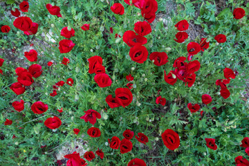 Poppy flowers, red petals move in the wind. In the garden . High quality 
