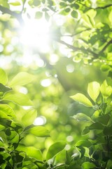 Fresh green foliage with bright sunlight filtering through