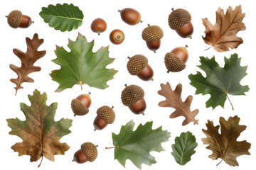 A set of acorns and oak leaves isolated transparent background PNG