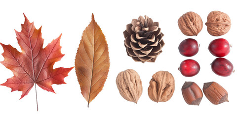 Fototapeta premium Leaves and acorns, nuts isolated transparent background PNG