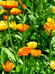 Calendula genus of about 15–20 species of annual and perennial herbaceous plants in daisy family...