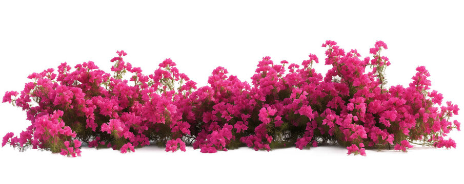 Pink isolated bougainvillea bushes transparent background PNG