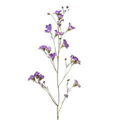 Fototapeta premium dried flower purple flowers transparent background PNG