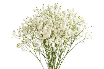 gypsophila transparent background PNG