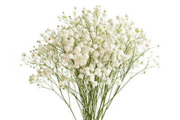 gypsophila transparent background PNG