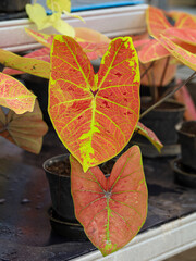 Caladium 