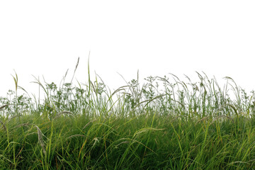 green grass transparent background PNG