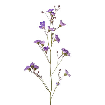 dried flower purple flowers transparent background PNG
