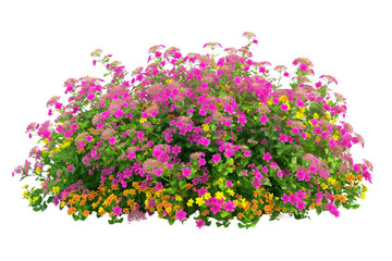 bush of small pink and yellow flowers transparent background PNG