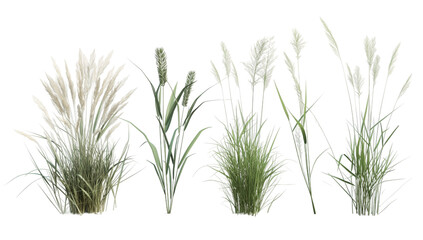 set tall grass, reeds transparent background PNG