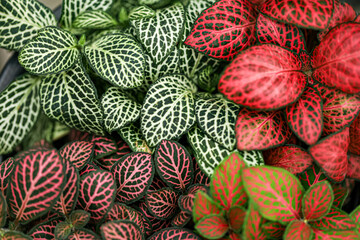 Close up green and red pattern leaves. leaf texture, for background. Fittonia verschaffeltii or...