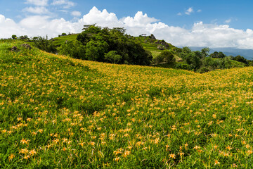The beautiful long yellow lilies (daylilies) in the Chike Mountain (Jinzhen Mountain) of Hualien, Taiwan.