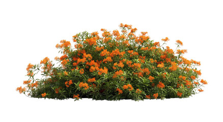 bush with orange flowers transparent background PNG