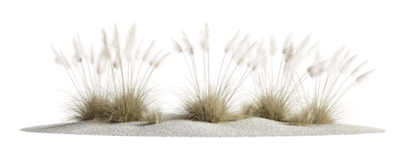 dry grass transparent background PNG