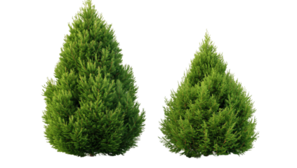 green thujas isolated transparent background PNG