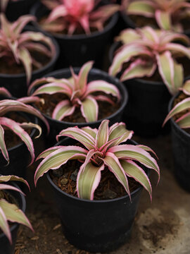 Small pink Cryptanthus in plastic black pot, in the garden. Beautiful houseplant background. Cryptanthus plant shaped like a starfish.
