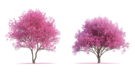 Obraz premium tree with flowers transparent background PNG
