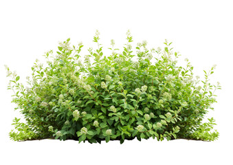 green bush isolated on white transparent background PNG