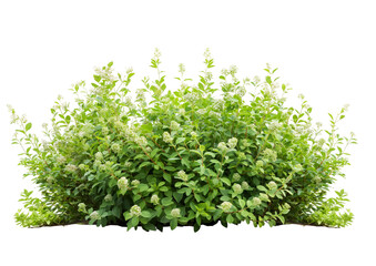 Obraz premium green bush isolated on white transparent background PNG