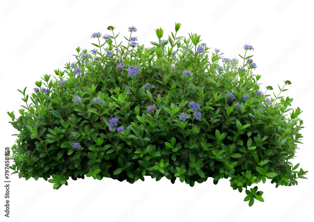 Wall mural bush with small flowers transparent background PNG