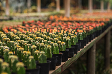 Small potted plants greenhouse plant nursery and stores. Cactus in green house. Cacti or cactus,...