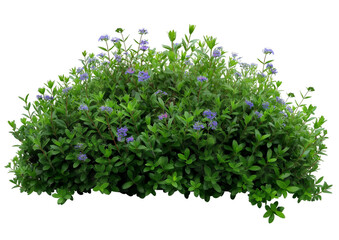 bush with small flowers transparent background PNG