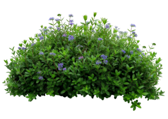 bush with small flowers transparent background PNG