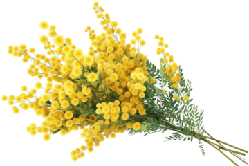 bouquet of yellow flowers mimosa transparent background PNG