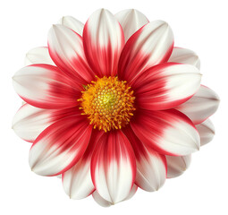 red daisy dahlia flower transparent background PNG