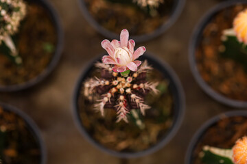 light purple flower of cactus on pot. Gymnocalycium Friedrichii Var. Angustostriatum with flowers...