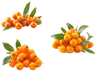 Seabuckthorn berries transparent background PNG