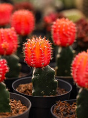 Gymnocalycium Grafted Cactus, Mini Cactus in the pot, cacti plant store. Mini cactus as a background. Beautiful Colorful Gymnocalycium cactus.
