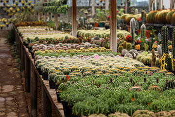 Small potted plants greenhouse plant nursery and stores. Cactus in green house. Cacti or cactus, desert plant in many type and shape with its needle as leaf. Variety cactus in pot and garden.