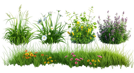 grass with flowers transparent background PNG
