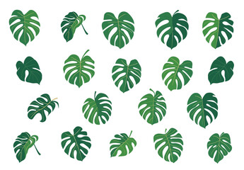 set of green monstera transparent background PNG