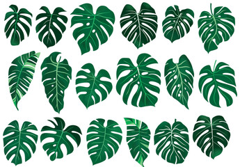 pattern with green leaves monstera transparent background PNG