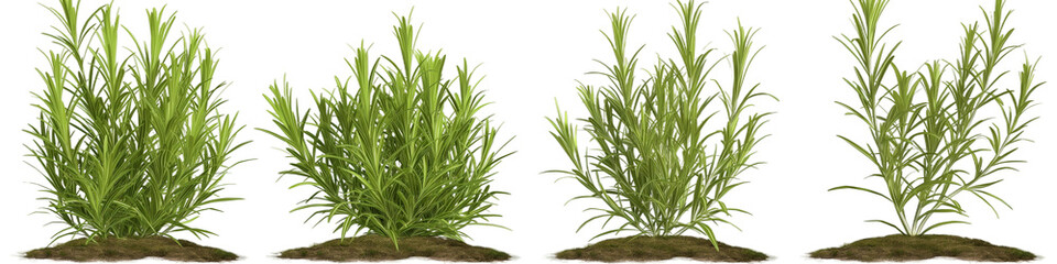 Obraz premium green grass isolated on white background transparent background PNG 