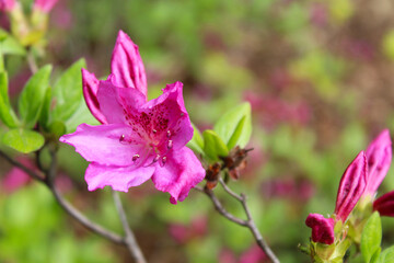 pink flowers ,  rhododendrons blooming in spring. beautiful blooming flowers in the garden, doddodendrons in garden 
