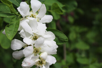 flowers spring white flower on a blurred green background