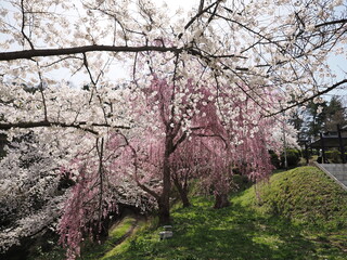 山形県　天童公園の桜