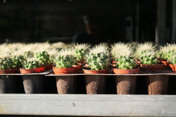 Close-up of many cactus in the pots at the market 