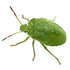 Green shield bug closeup view. White background