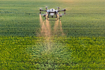Agriculture drone spraying crops in the field in sunset.