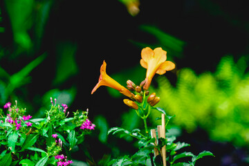 The flowers Campsis radicans come in terminal cymes of 2-8. Each flower Campsis radicans is up to 9 centimetres (3.5 inches) long and trumpet shaped. 