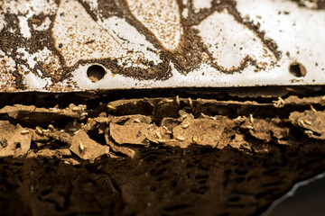  Rhinotermitidae is a family of wood-soil interface feeding termites commonly known as the Subterranean termites. Many members of this family Rhinotermitidae