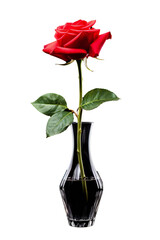 Red rose in a clear glass vase, png isolated on transparent